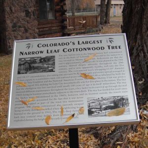 Placard for the largest narrow leaf Cottonwood Tree in Colorado.