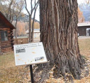 Largest narrow leaf Cottonwood Tree in Colorado stands proudly on Gunnison Avenue in Lake City.