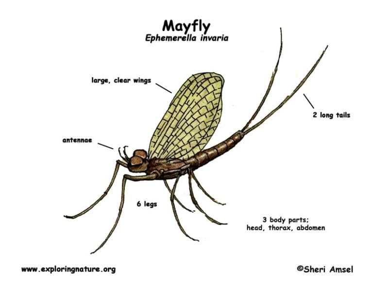 Entomology Classes