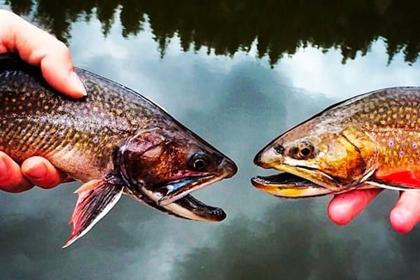 Two different kinds of trout being held so they look like they're talking to each other with reflections of trees in the water.