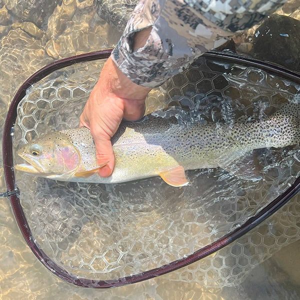 Fishing gear rentals are demonstrated by a large trout held in a rented fish net in the water.
