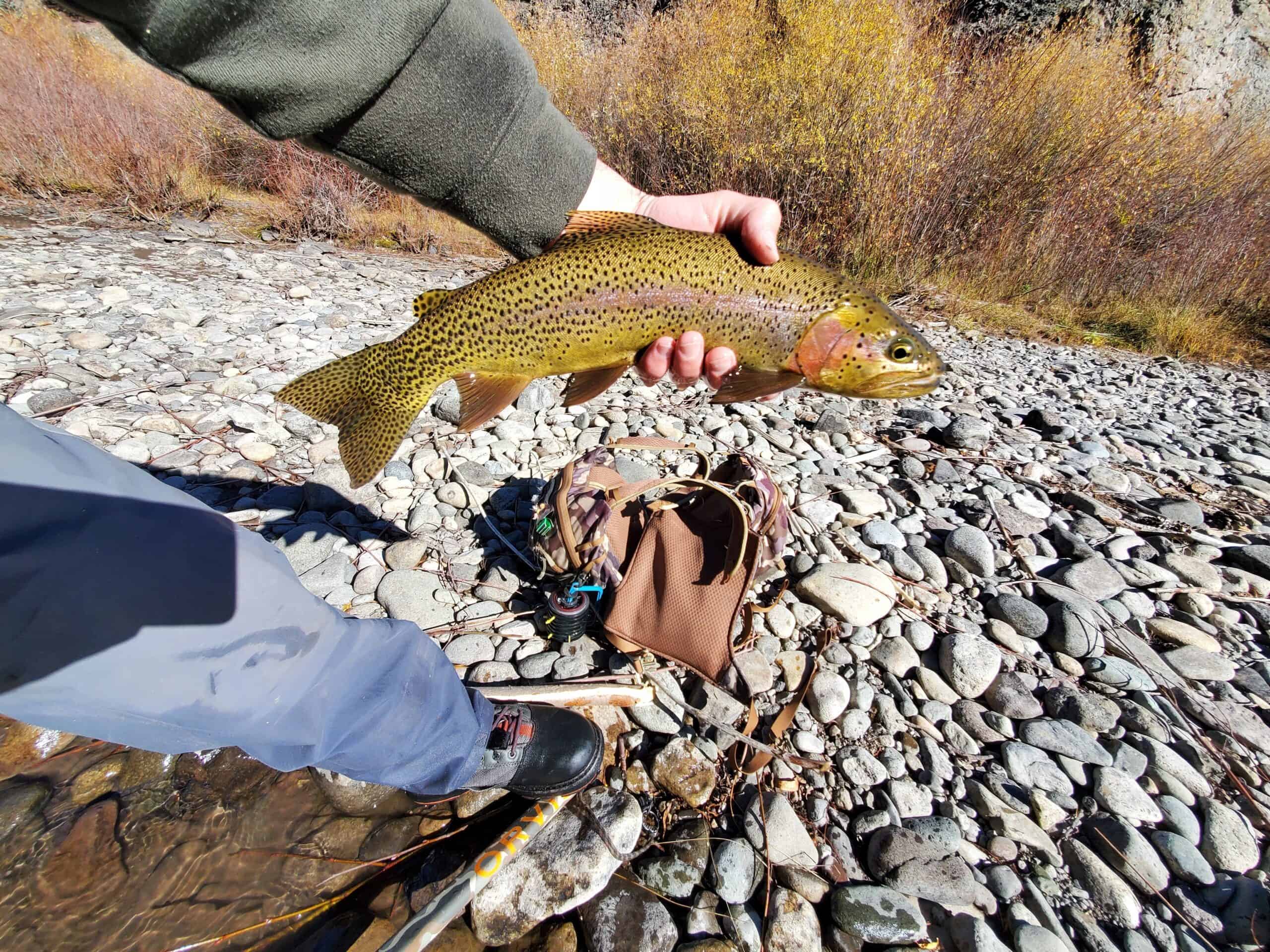 A large trout caught by fly fishing guide, Joe Miller held over a streambed of gray river rocks and willows in the background.