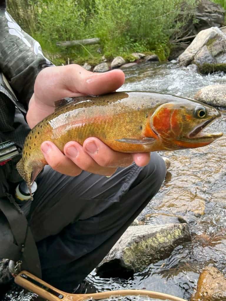 A closeup of a golden colored trout with red cheeks beside a tumbling brook.